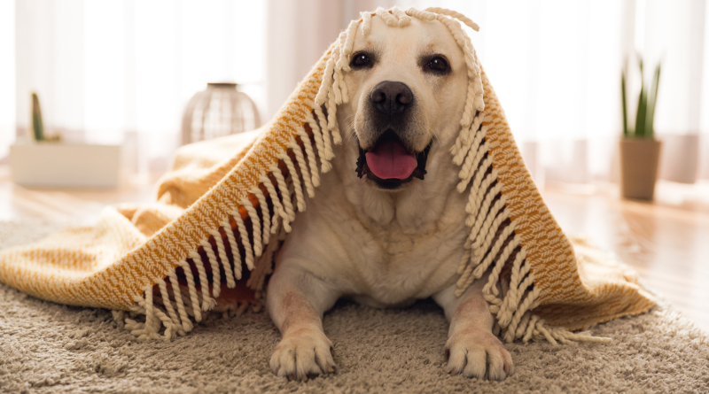 Diagramação de livros impressos, de acordo com site G1